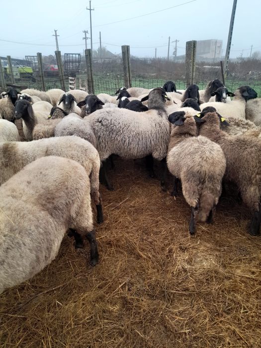 Oi de vânzare. Pret negociabil