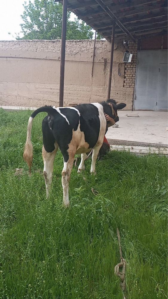 Buzoq sotiladi 1  yoshdan oshkan