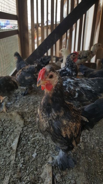 Yapon jojalar sotiladi