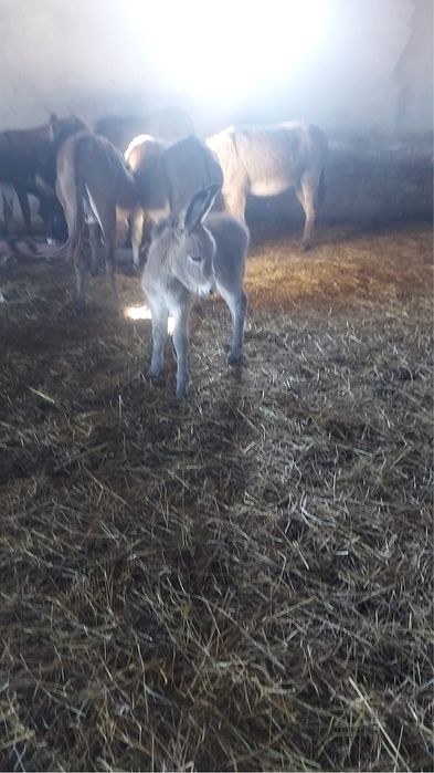 Lapte proaspat  de magarita pentru imunitate