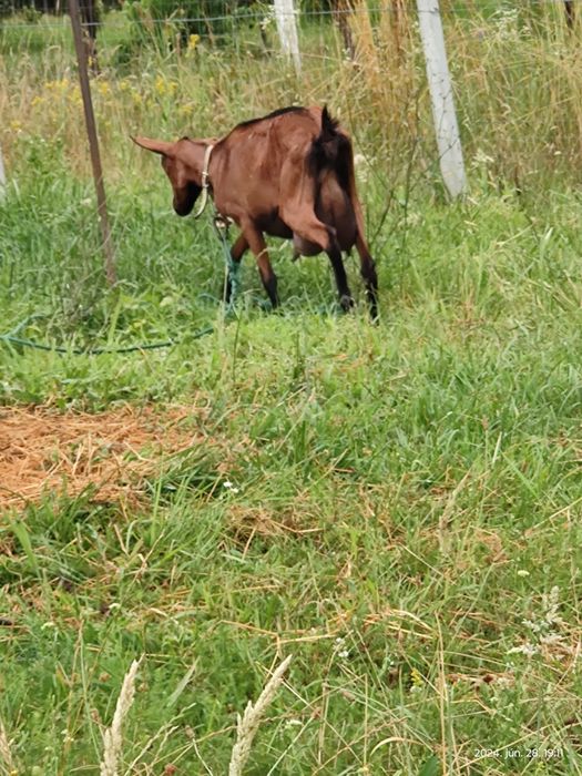 Capră alpină francez