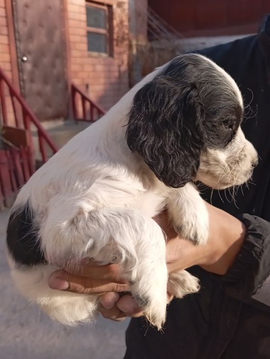 Спаниель щенки .