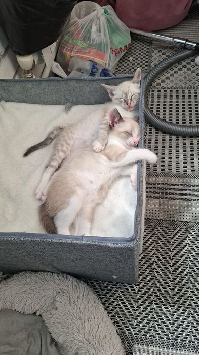 Отдам двух котиков оба мальчики