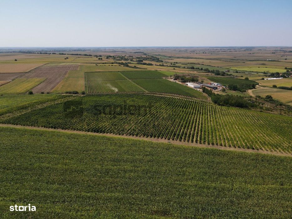 Sapient | Teren cu plantație de vie în loc. Diosig, jud. Bihor