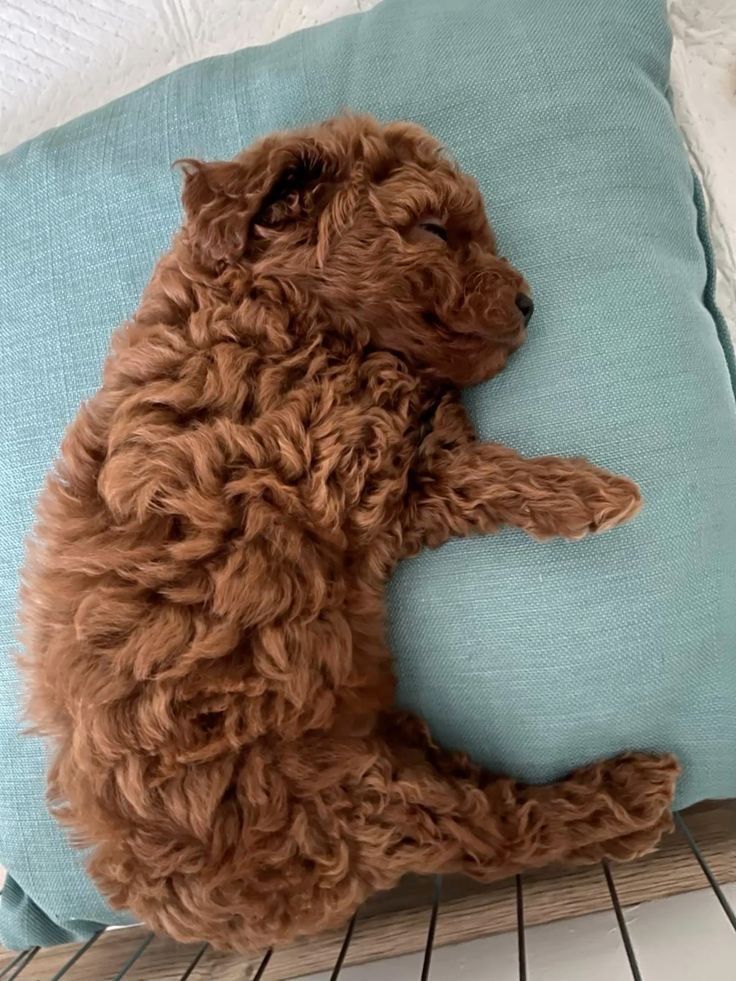 Bichon Maltipoo superb