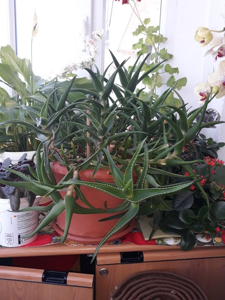 Plantă de Aloe vera, varsta 9 ani.