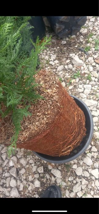 Tuia Leyilandii la ghiveci Plante si Copacii ornamentalii