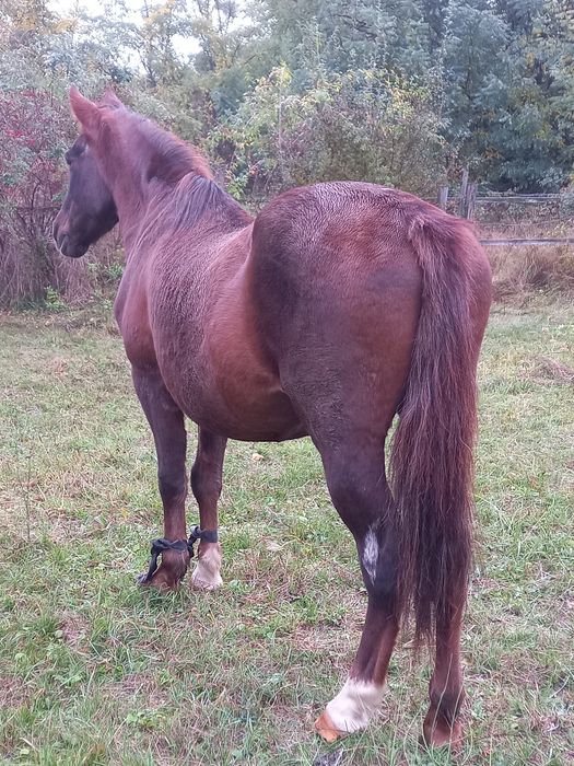 Cal virsta 9 ani 3200 lei