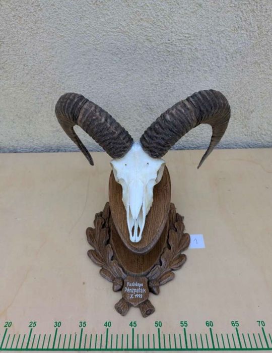 8 бр. трофеи от муфлон