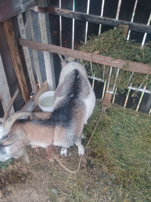 Vând capra montata sau schimb