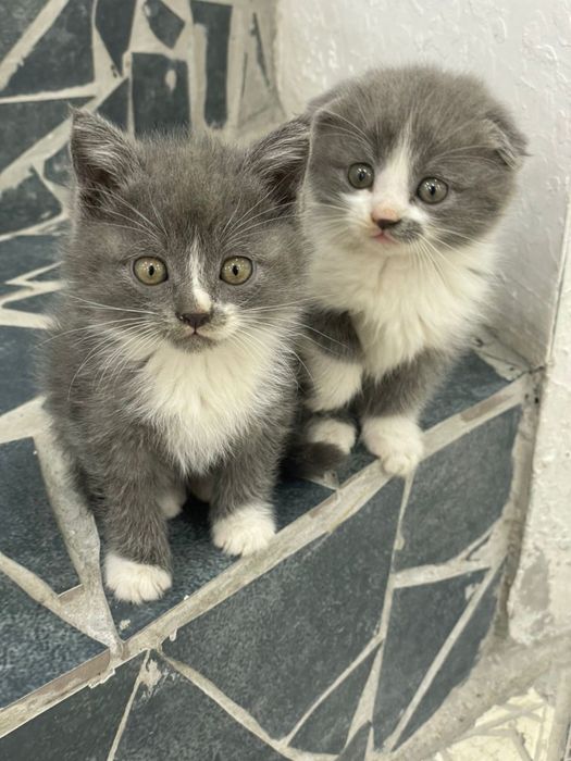 Продаются котята