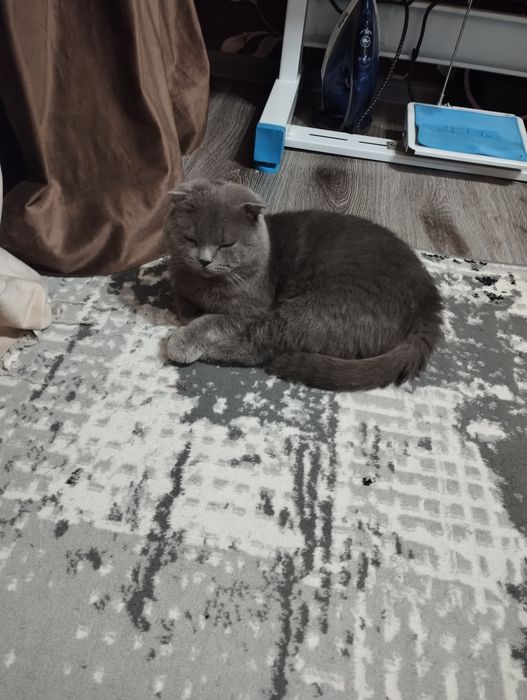 Катенок мальчик 7мецечный