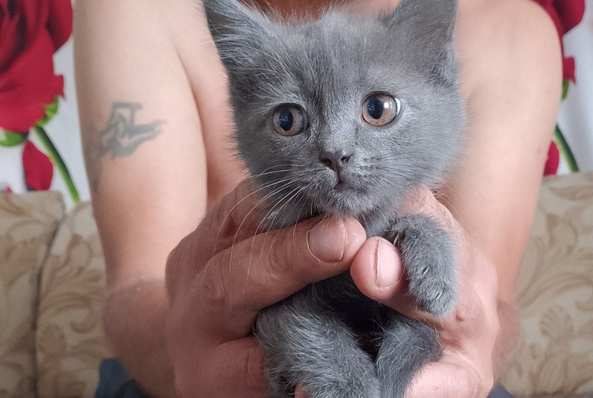 Отдам котенка в добрые руки