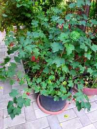 Arbust Fructifer Coacaz /Ribes  ( fructe de padure ) bogat in vitamine