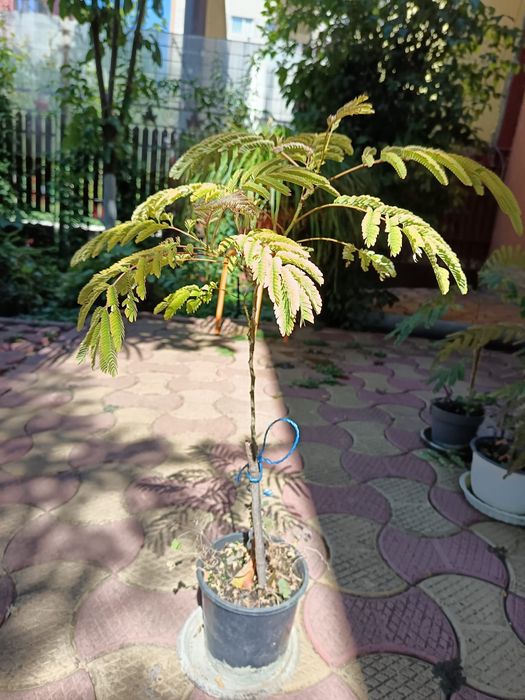 Smochini si Arbori de Matase