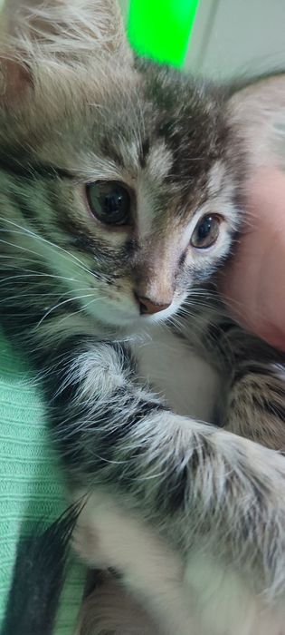 Отдам даром котенка девочку