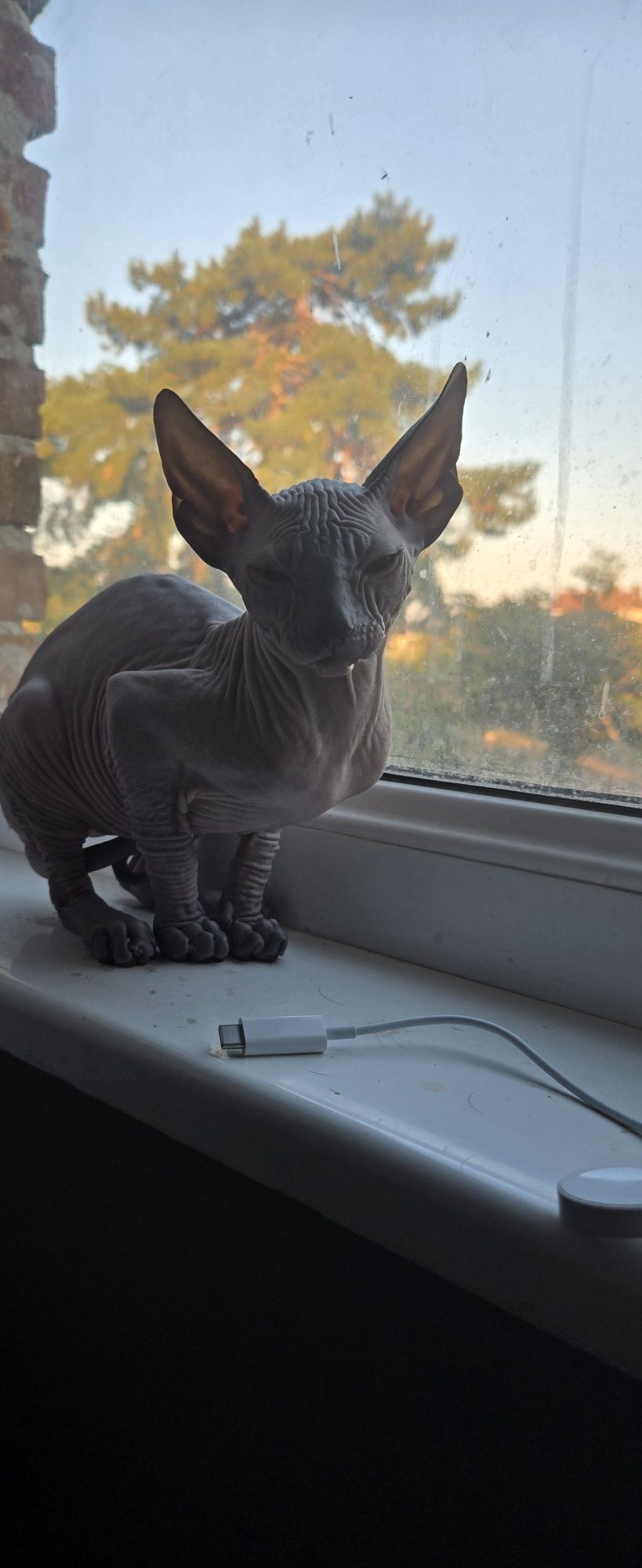 Котенце Канадски Сфинкс