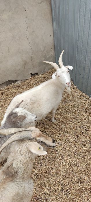 Продам племя коз