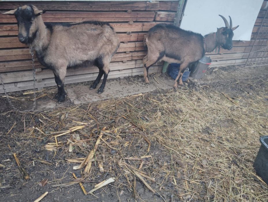 Vand capre alpine franceza