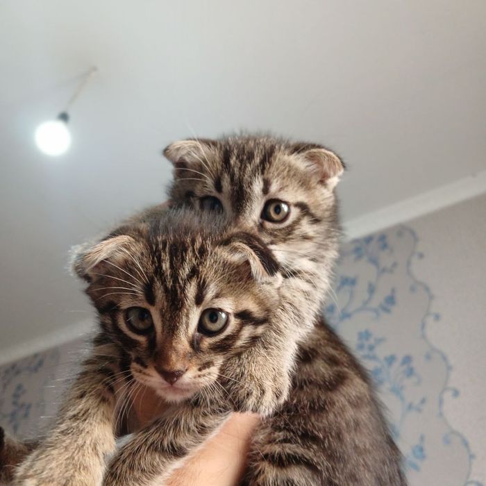 продаются котята недорого