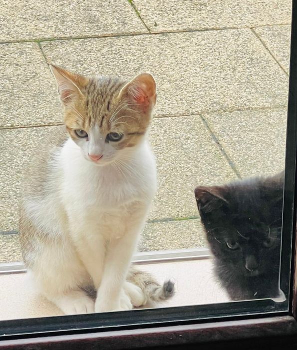 Pisici pentru adoptii responsabile