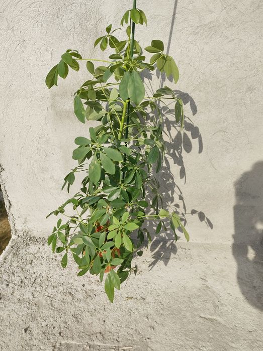 Dracaena Marginata Zamioculcas Cycas Revoluta Schefflera