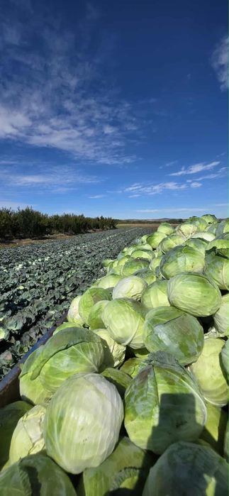 Зеле сорт Марлуу