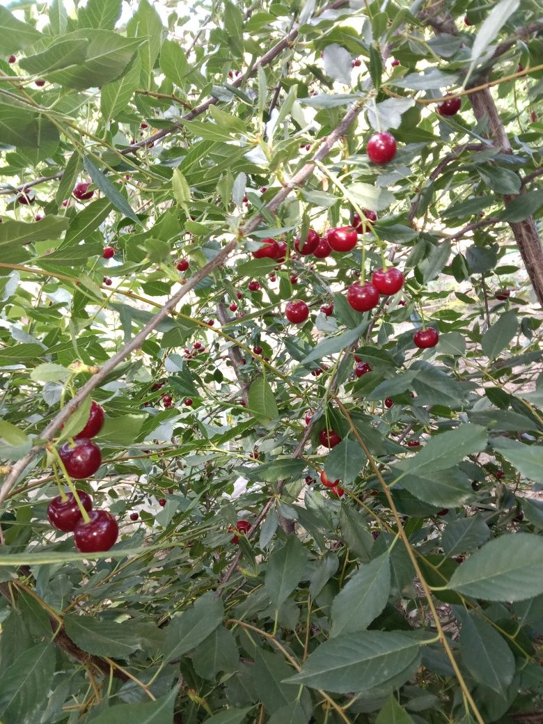 Продам дом крупную вишня