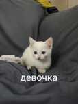 Хотята мышеловки ищут дом