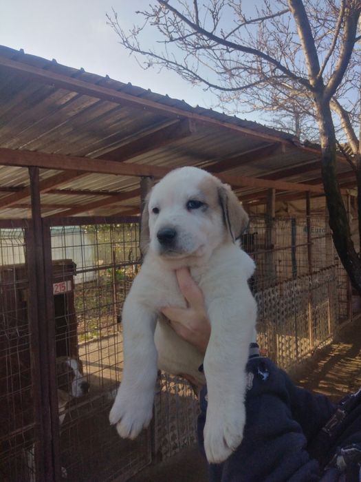 Mascul de Asia Centrala