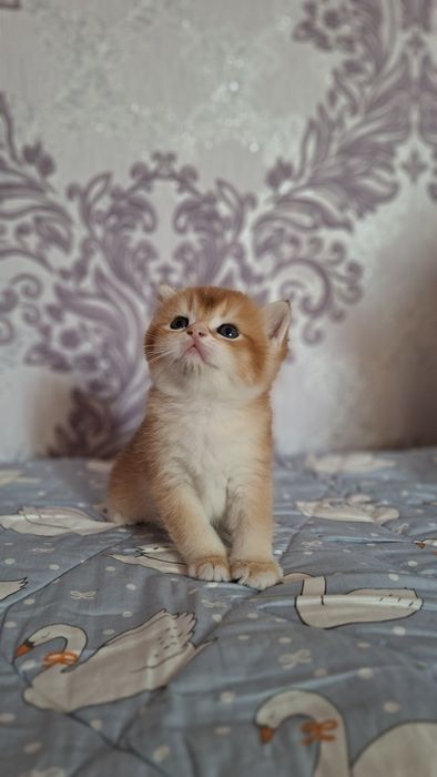 Shinshilla Шиншилла