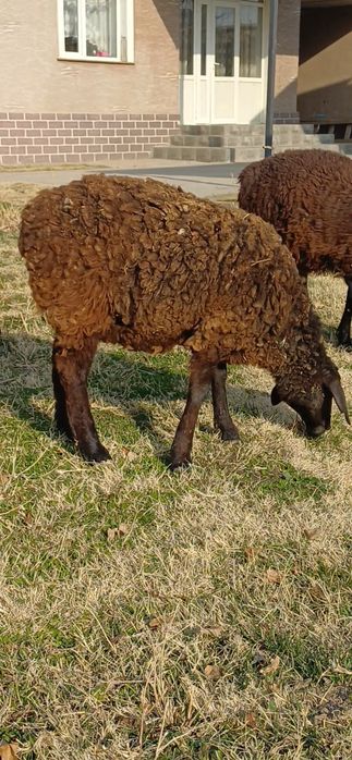 ТОҚТЫЛАР  қозылар