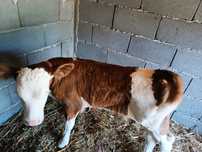 Vând vițelușă recent fătată