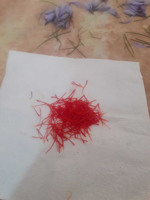 Vand sofran produs in propria gradina