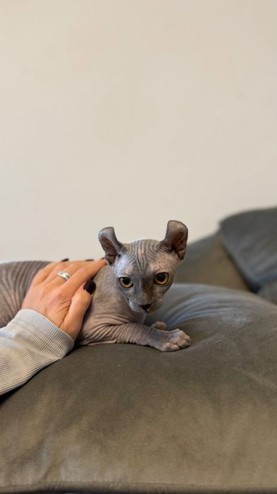 Котка сфинкс элф