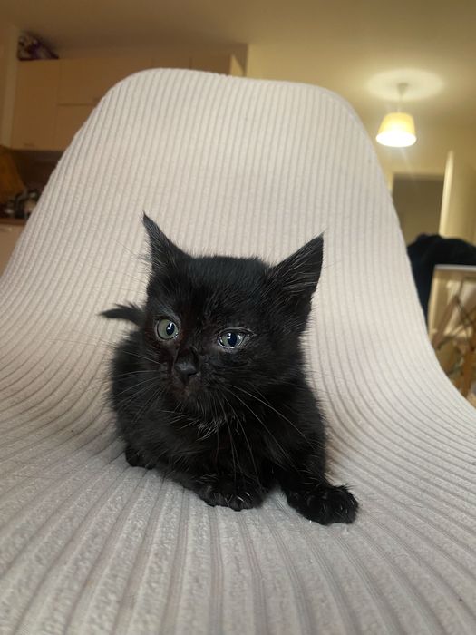 Котенце момче 3 седмици