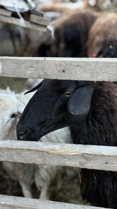 Продам баран кой токты бараны қой тоқты