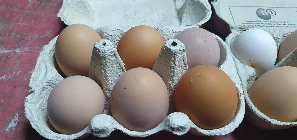 Ouă de vanzare de la găini de casă
