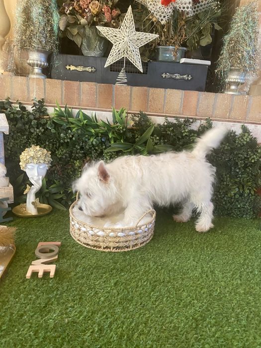 Westie alb imaculat – cățeluș deosebit, disponibil acum
