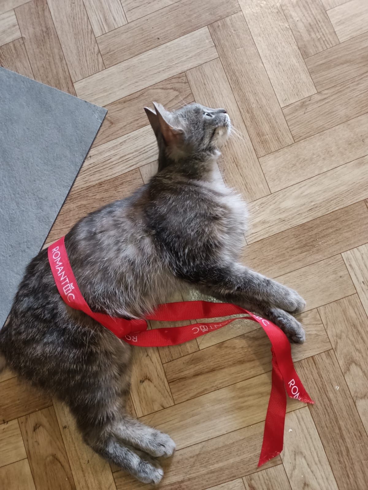 Кошка Тучка ищет дом