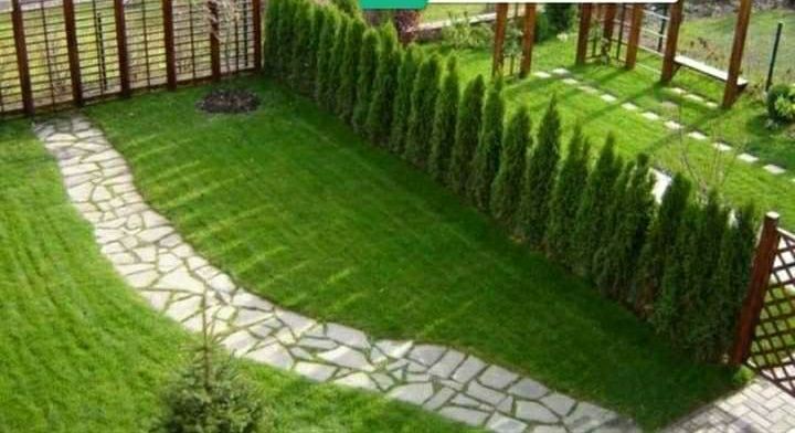 Tuia smarald smaragd diferit dimensiuni