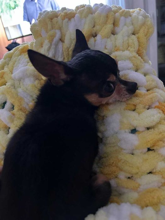 Подарявам кученце мини порода