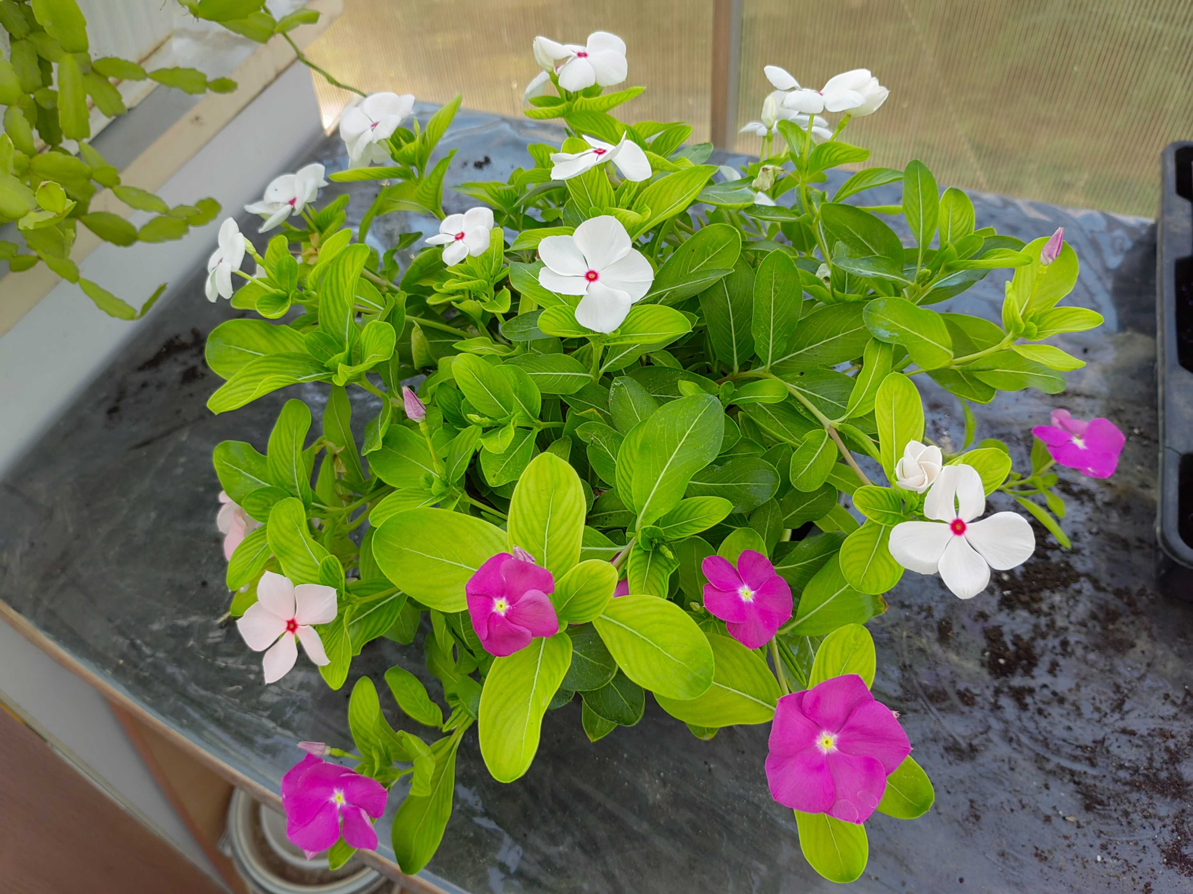 Каскадна винка (Vinca Cora cascade mix)