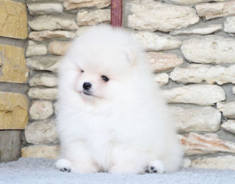 Baietel pomeranian mini/toy!