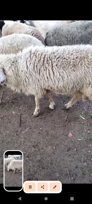 Berbec dau la schimb