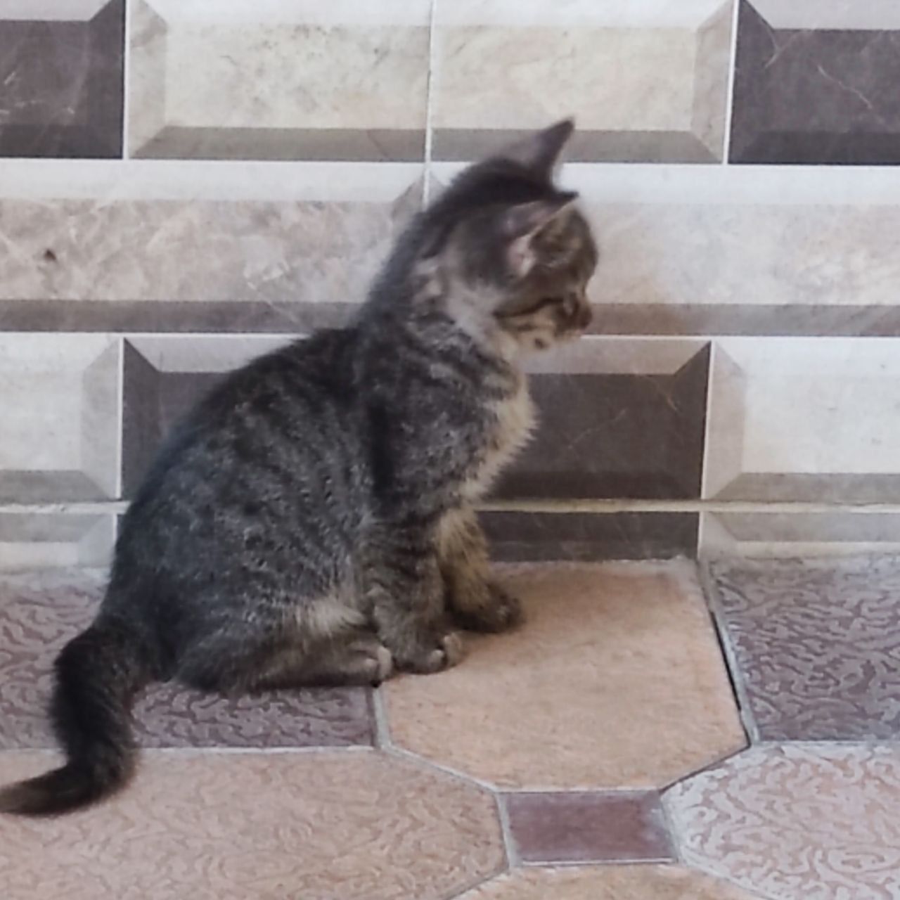 Котята в хорошие руки