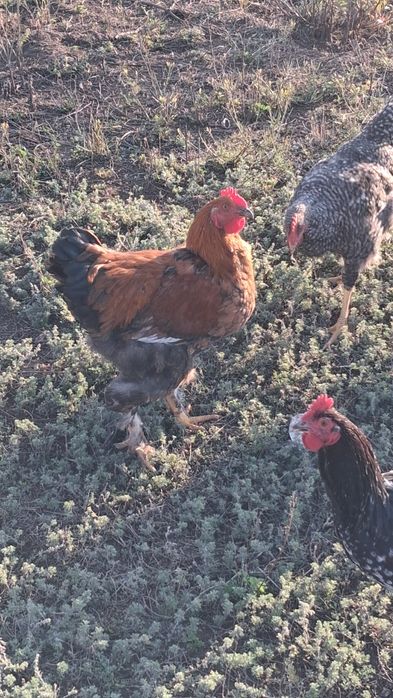 Cocosi sussex portelan  tineri si de alte rase