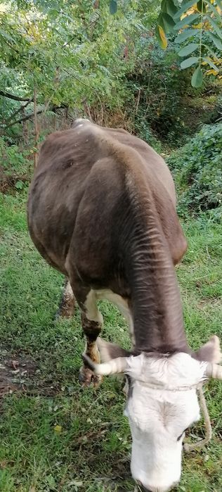 Vând vacă cu lapte.