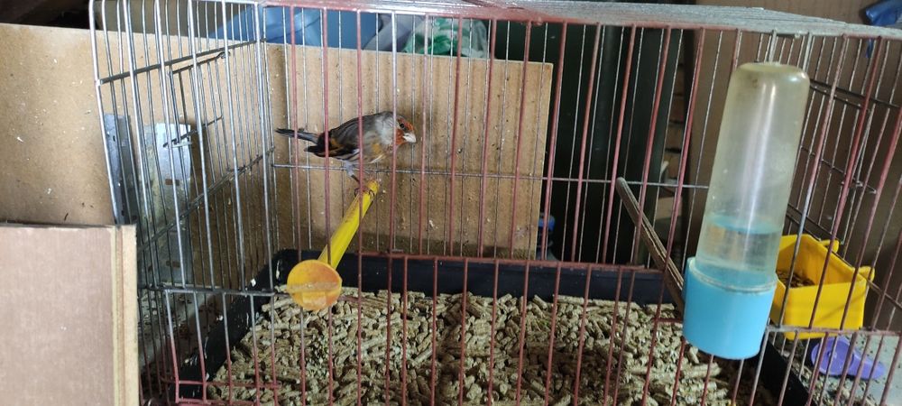 Хибрид от Щиглец