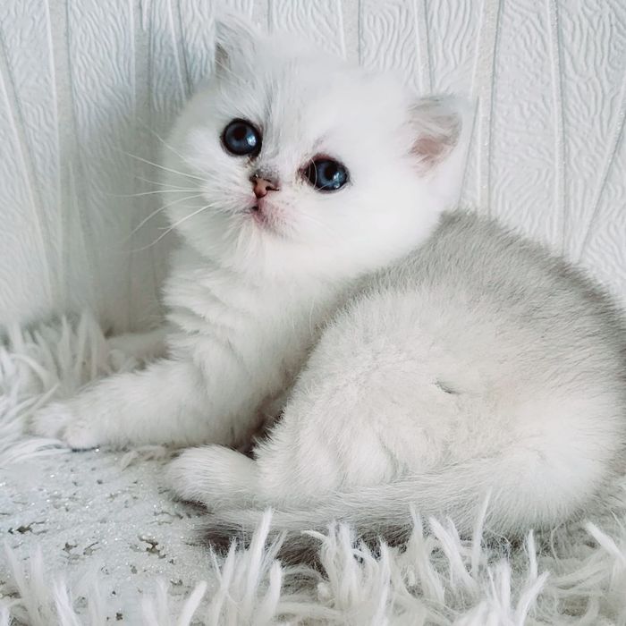 Продам котят Британской Серебристый Шиншиллы